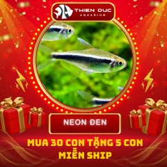 Combo Số  07 - Cá Neon Đen