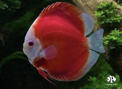 Cá Dĩa Man Đỏ - Manrlboro Red Discus