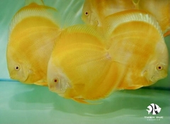 Cá Dĩa Vàng Mắt Đỏ - Manrlboro Yellow Albino