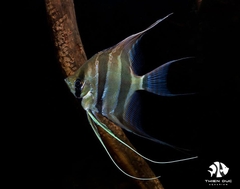 Cá Ông Tiên Ai Cập - Angels Altum Fish