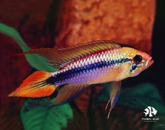 Agassizi Double Red (Male)