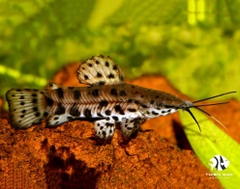 Albilinatea Synodontis