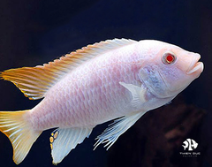 Ali Thái - Albino Pseudotropheus Ice Blue