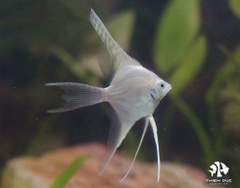 Cá Ông Tiên Trắng Vây Dài - Angels White Long Fish