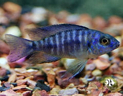 Ali Thái - Aulonacara Peacock (Blue)
