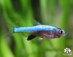 Axelrod'S Rasbora Blue