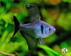 Cá Hắc Kỳ - Black Phantom Tetra