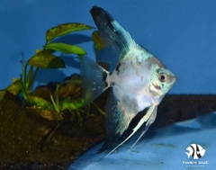 Blue Paraiba Angelfish