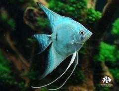 Blue Richik Angelfish