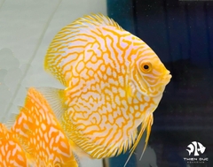 Cá Dĩa Bồ Câu Vàng - Pigeon  Yellow Discus