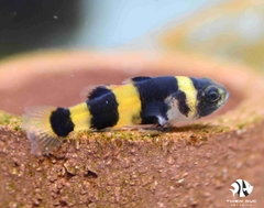 Cá Bống Mắt Tre - Goby Bee