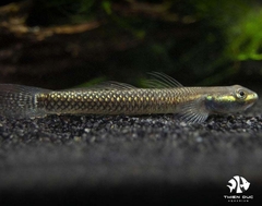 Bống Cobalt Blue   - Cobalt Blue Goby (Semoni)