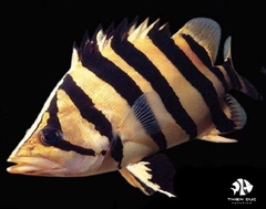 Borneo Tiger Fish 4 Bars