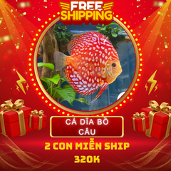 Combo Số 14 - Cặp Cá Dĩa Bồ Câu Size 6cm