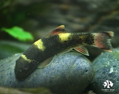 Cá Bác Sĩ Panda - Panda Garra