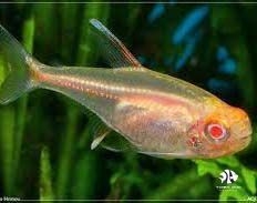 Cá Chỉ Đỏ Mắt Đỏ - Gowlight Albino Tetra