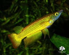 Cá Killi Đầu Bạc - Yellow Panchax