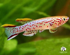 Cá Killi Đốm - Gardneri Killifish