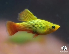 Cá Mún Sunset Cờ Cao - Platy Sunset High Fin