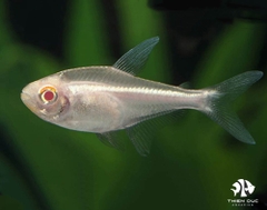 Cá Neon Vàng Mắt Đỏ - Black Albino Neon Tetra