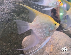 Cá Ông Tiên Vàng Kim Sa - Angels Fish