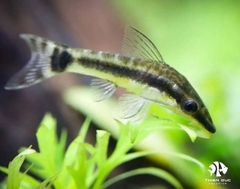 Cá Otto - Otocinclus Affinis