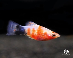 Mún Đỏ Trắng Vây Dài -  Carolina Platy Longfin