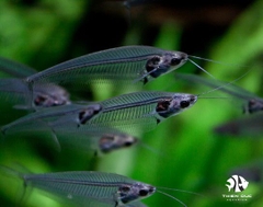 Cá Thuỷ Tinh - Catfish-Glass