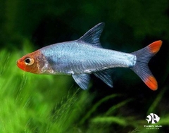 Cá Trâm Ngạnh Mũi Đỏ - Sawbwa Rasbora