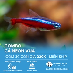 Combo 30 Bé Cá Neon Vua Size 3cm