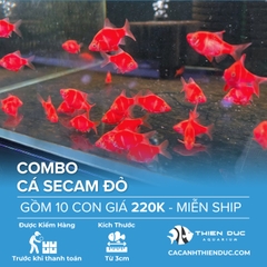 Combo 10 Bé Cá Secam Đỏ Size 3.5cm