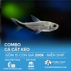 Combo 15 Bé Cá Cắt Kéo Size 3.5cm