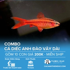 Combo 10 Bé Cá Diếc Anh Đào Vây Dài Size 3.5cm
