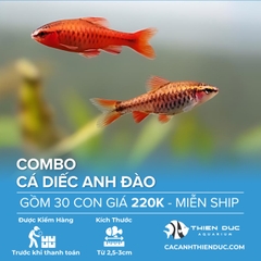 Combo 30 Bé Cá Diếc Anh Đào Size 3cm