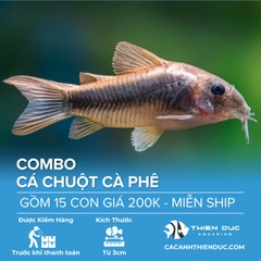 Combo 15 Bé Cá Chuột Café Size 3.5cm