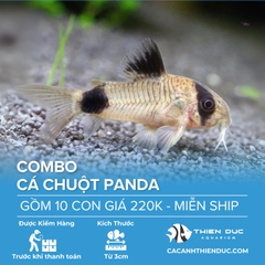 Combo 10 Bé Cá Chuột Panda Size 3.5cm