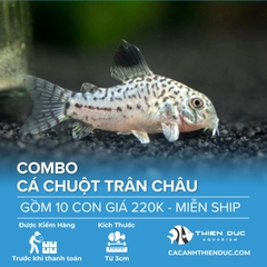 Combo 10 Bé Cá Chuột Trân Châu Size 3.5cm