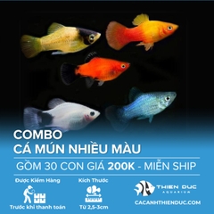 Combo 30 Bé Cá Mún Nhiều Màu Size 3.5cm