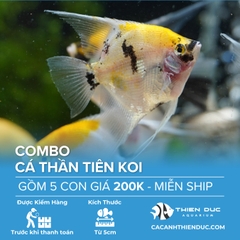 Combo 5 Bé Cá Ông Tiên Koi Size 5cm