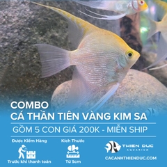 Combo 5 Bé Cá Ông Tiên Vàng Kim Sa Size 5cm