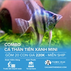 Combo 20 Bé Cá Ông Tiên Xanh Mini Size 3cm