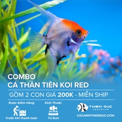 Combo 2 Bé Cá Ông Tiên Koi Red Size 5cm