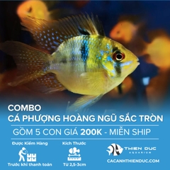 Combo 5 Bé Cá Phượng Hoàng Ngũ Sắc Lùn Size 5cm