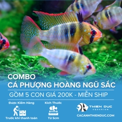 Combo 5 Bé Cá Phượng Hoàng Ngũ Sắc Size 5cm