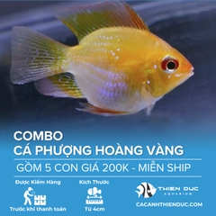 Combo 5 Bé Cá Phượng Hoàng Vàng Size 5cm