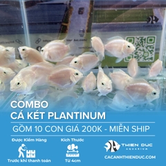 Combo 10 Bé Cá Két Platium Size 3.5cm