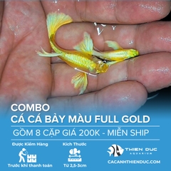 Combo 8 Cặp Cá Bảy Màu Full Gold Size 3.5cm