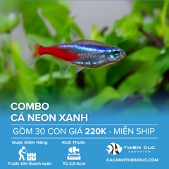 Combo 30 Bé Cá Neon Xanh Size 3cm