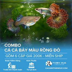 Combo 6 Cặp Cá Bảy Màu Rồng Đỏ Size 3.5cm