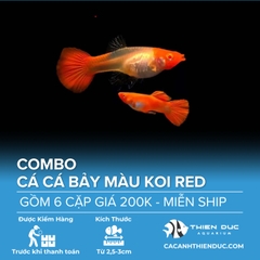 Combo 6 Cặp Cá Bảy Màu Koi Red Size 3.5cm